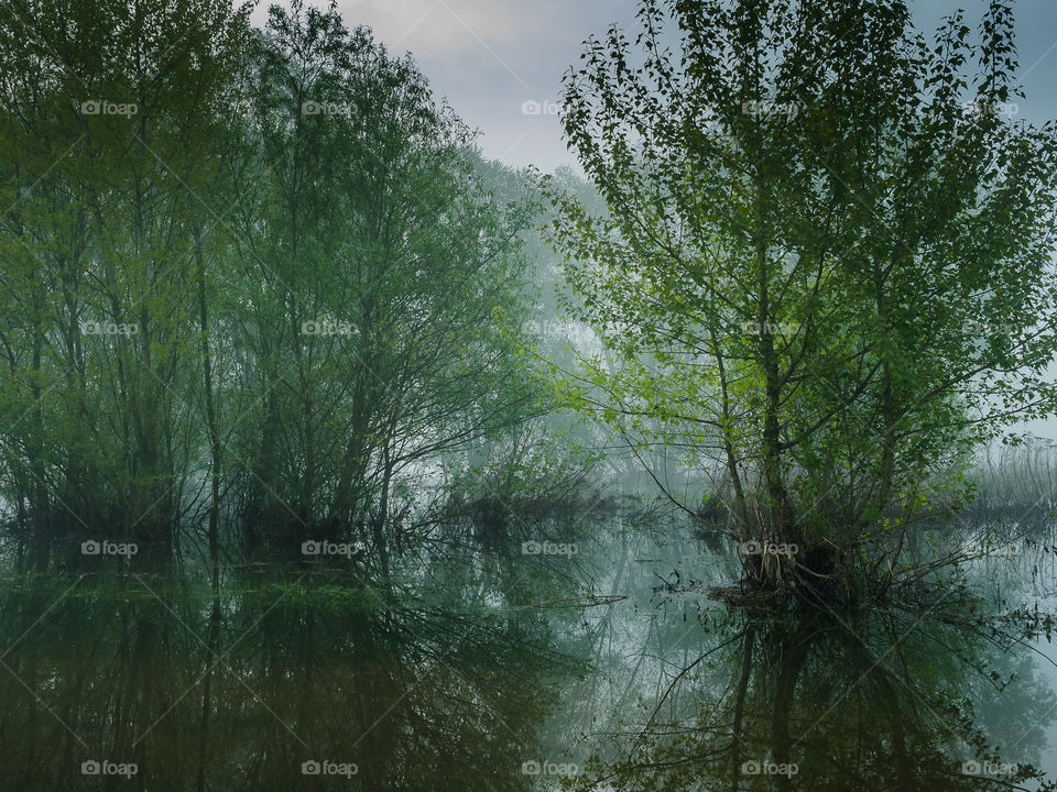 Tree reflected in river