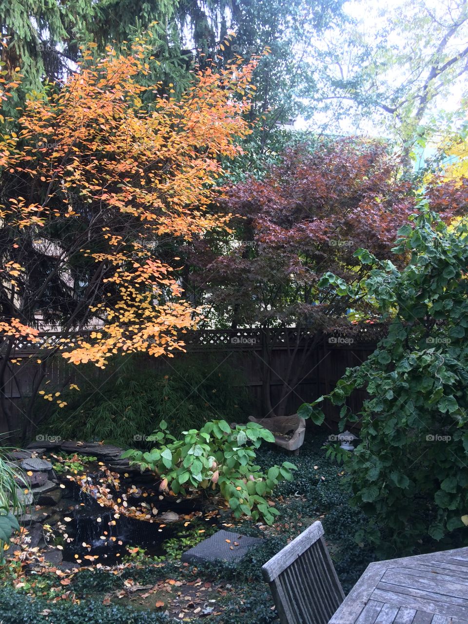Fall color in urban garden 