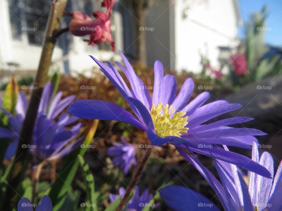 Purple and yellow flower