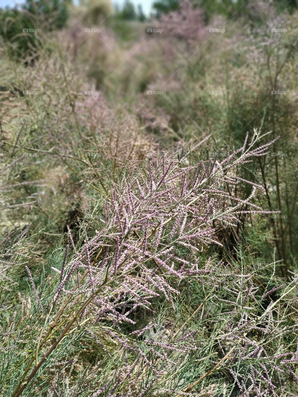 a plate from a vast hill