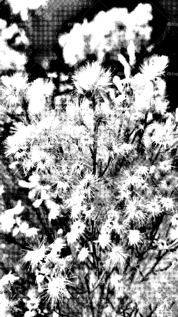 8 bit black and white