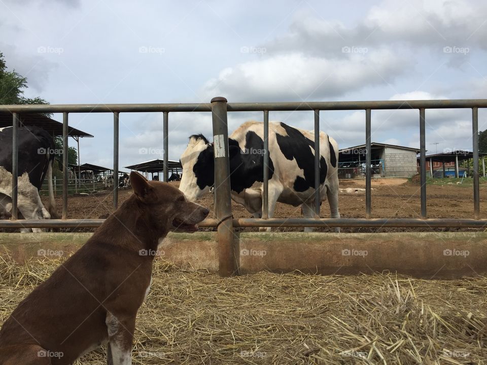 Dog in the farm 