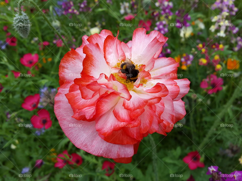 Always beautiful to watch the bees sipping nectar from the brightly coloured summer blooms