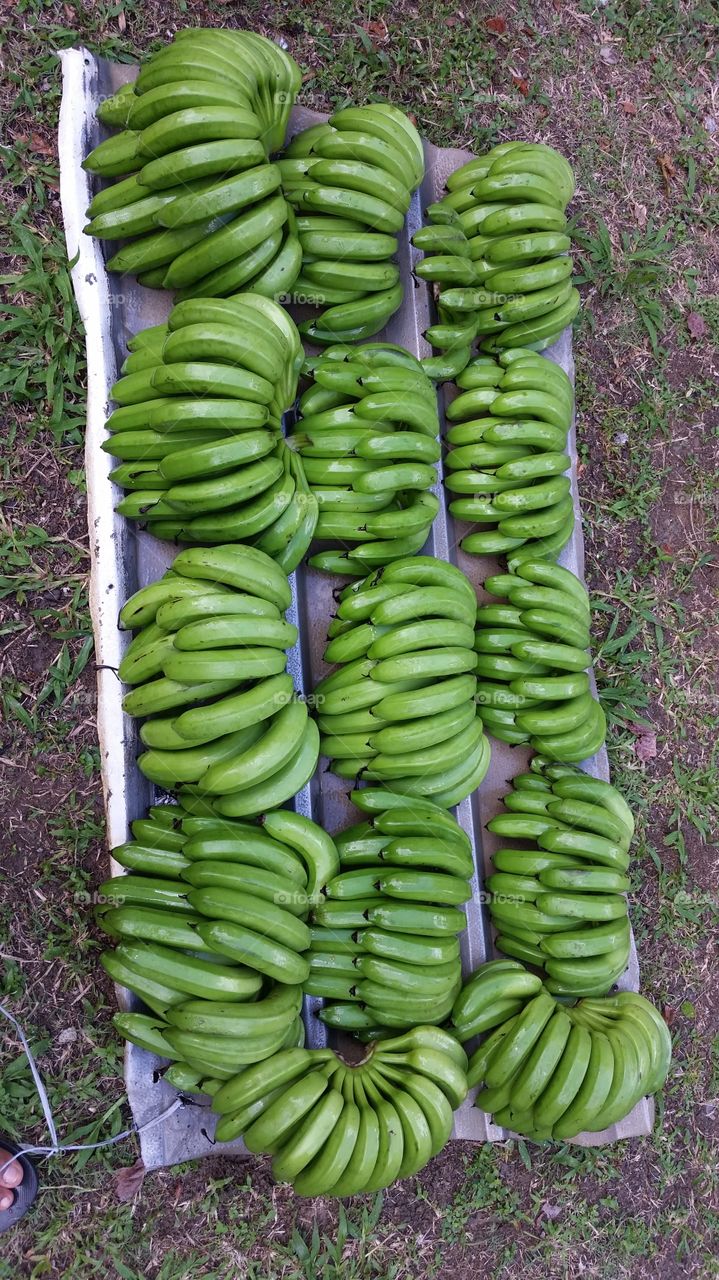 Fhia production!! All this banana from on bunch