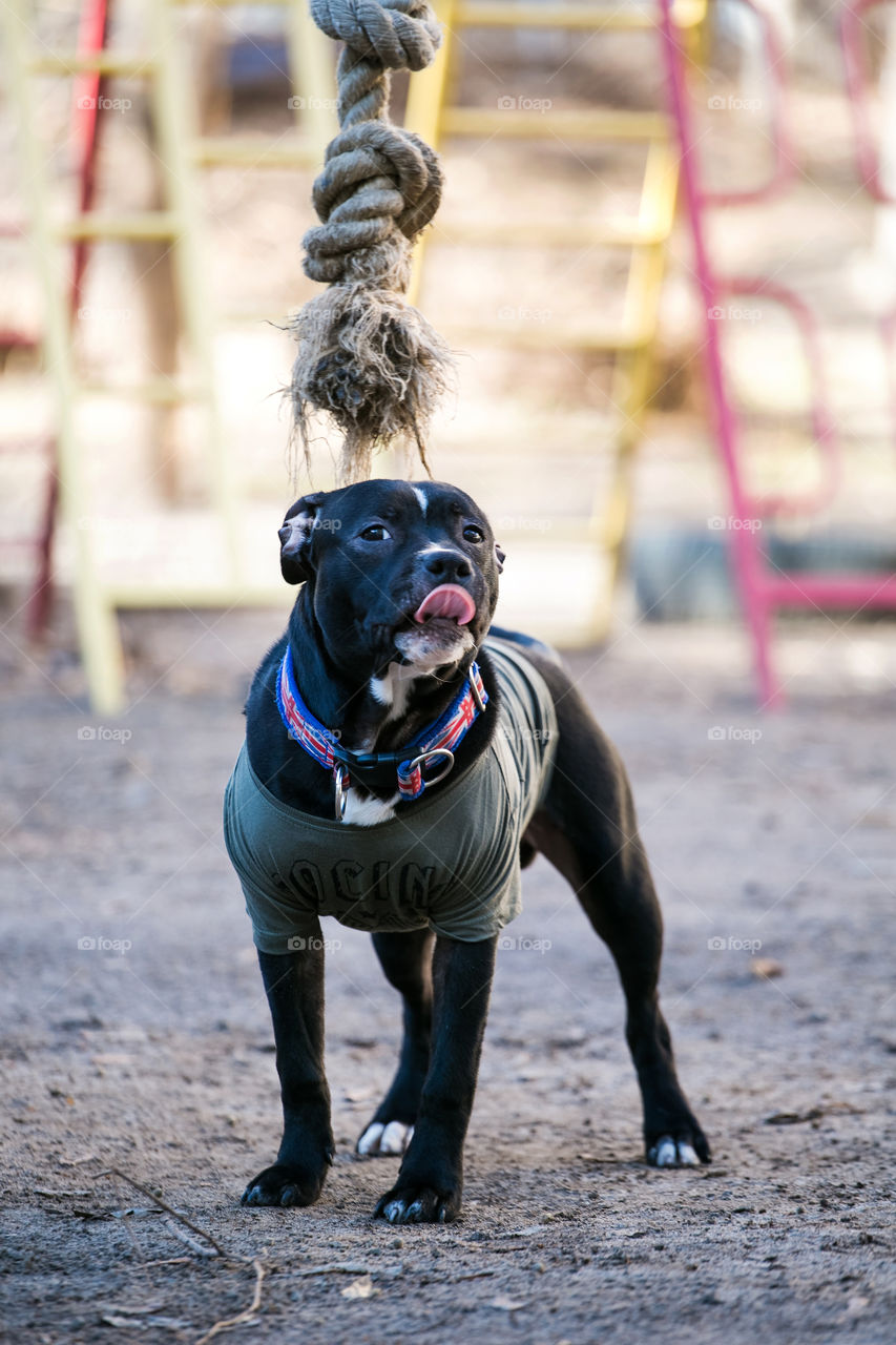 Cute dog play outdoor, furry little pet