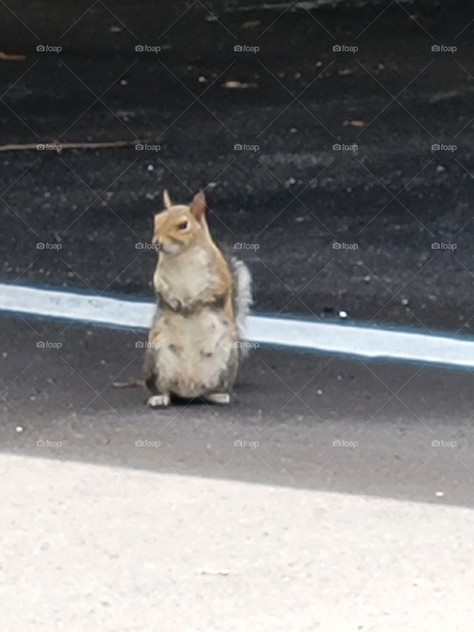 Observant squirrel
