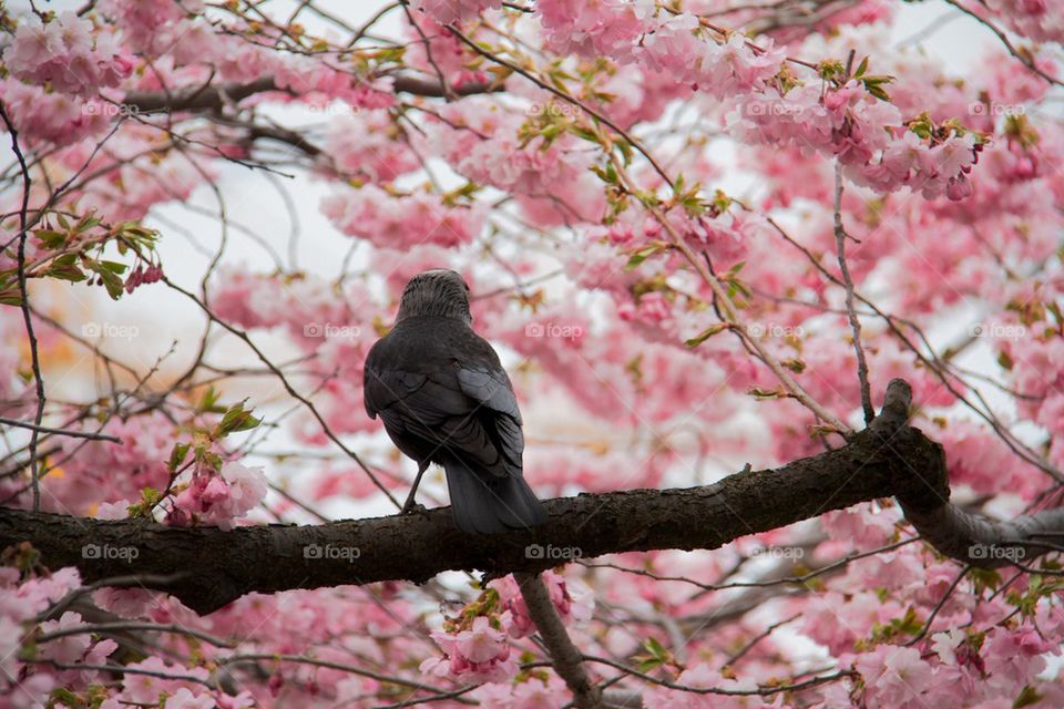 Jackdaw in the cherry tree