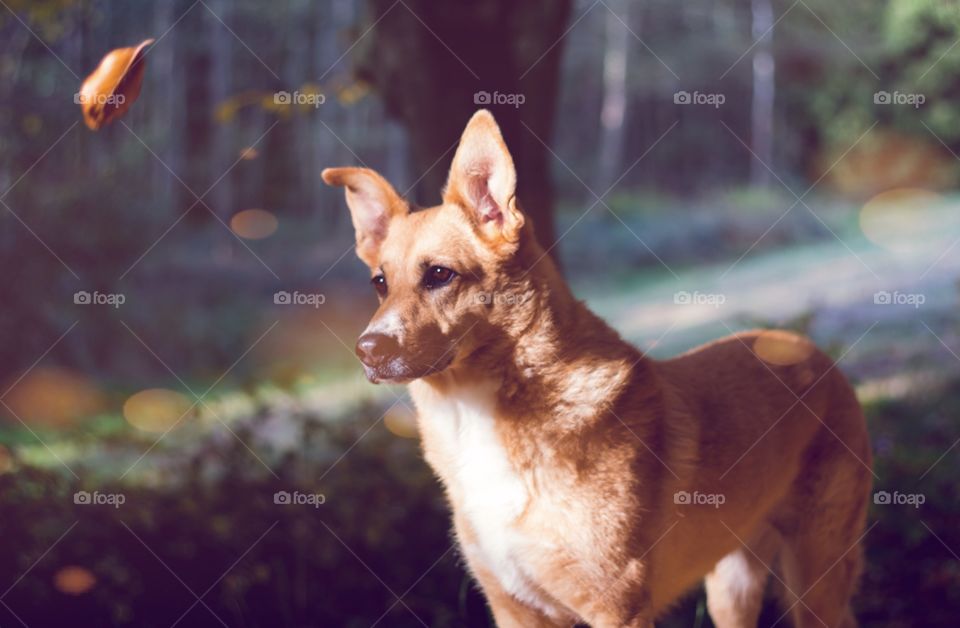 Dog watches the leaves fall 