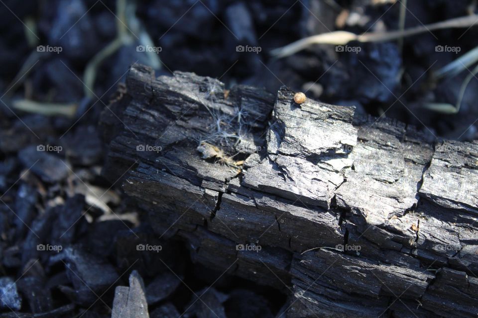 Ash, spider webs and snail shells