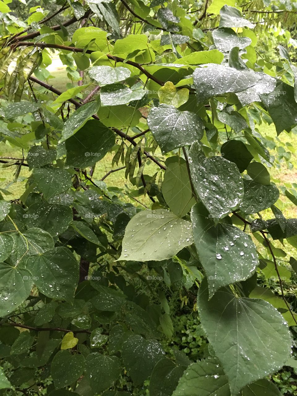 Wet leaves