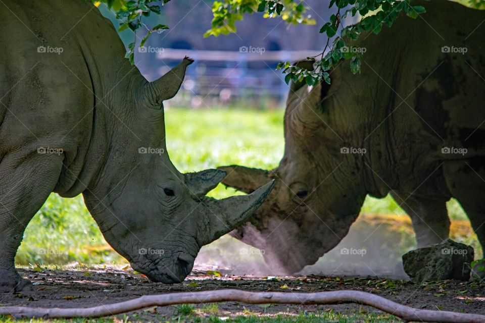 two rhinos