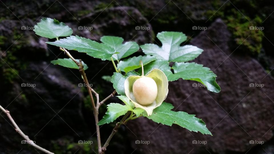 mulberry tree leaves with morel berry