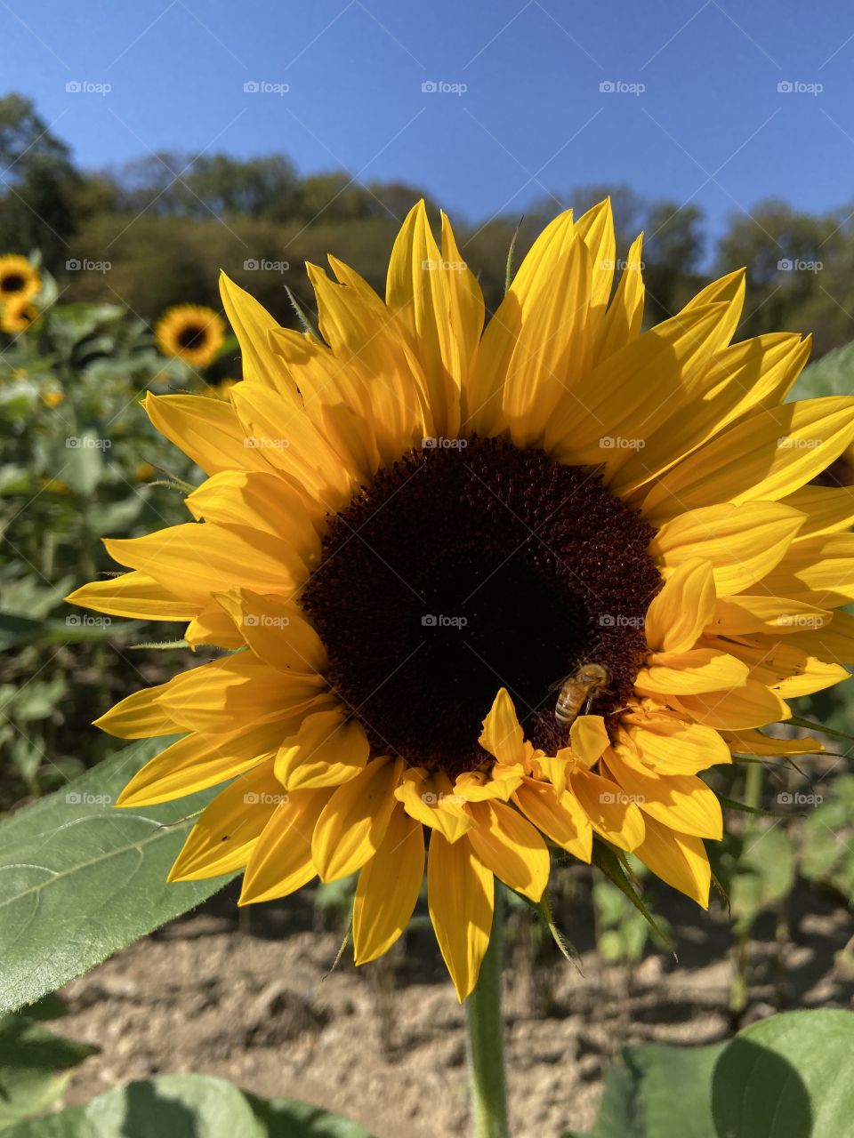 Sunflower with a bee pollinating