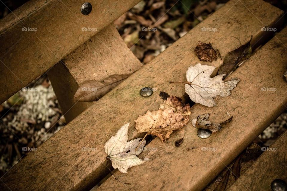 leaves on a bench