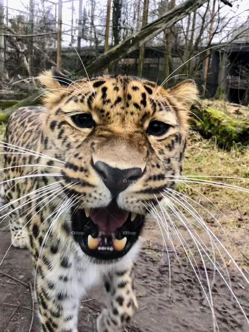 Close up funny muzzle face grimace of roaring critically endangered amur leopard panthera big felidae cat