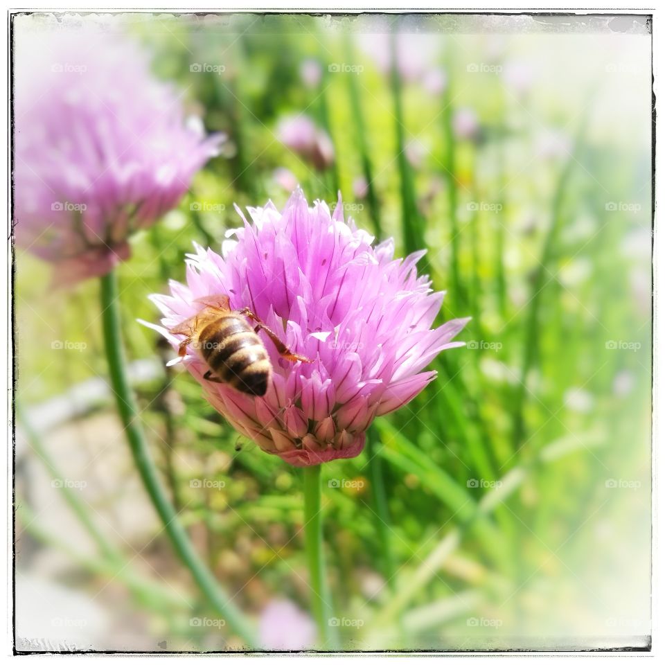 Biene / Bee