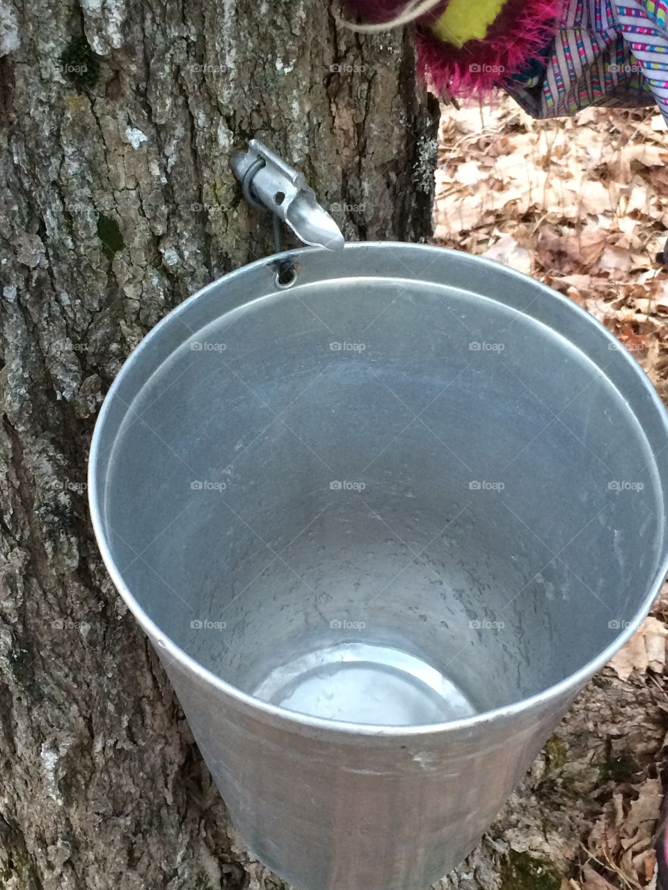 Northern Ontario maple syrup 