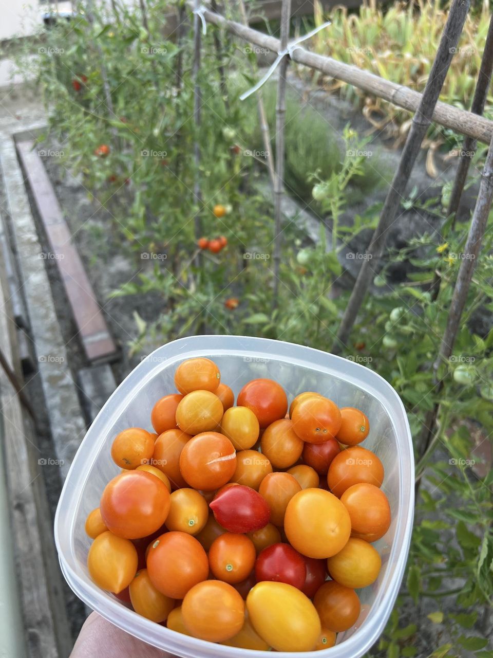 Picking cherry tomatoes