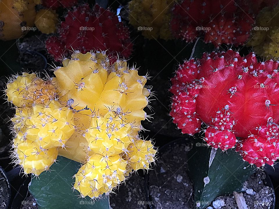 Plant life may be as short as a few weeks or months, but they go through distinct changes as they grow just as people do