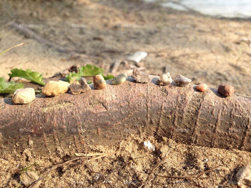 Miniature pebbles on a root in a beach