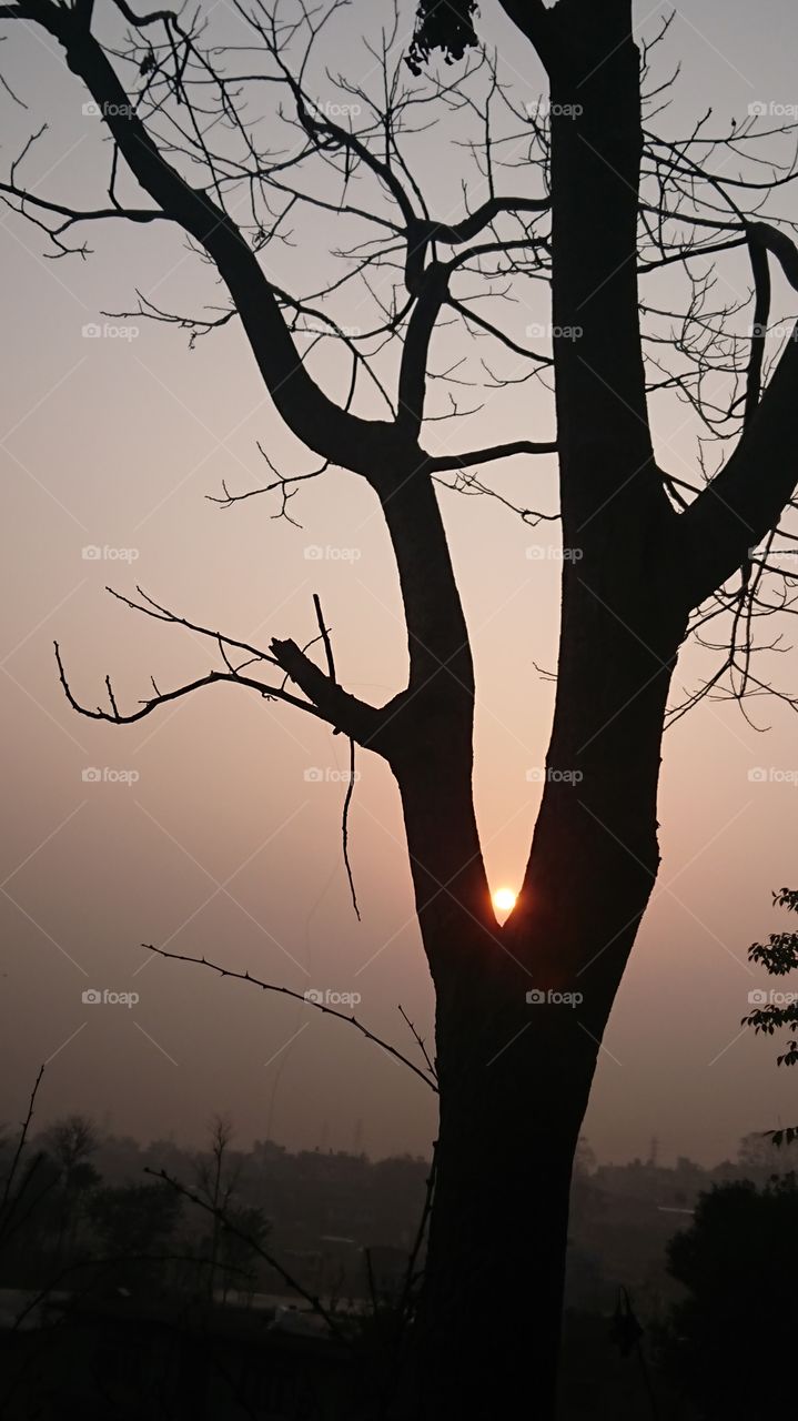 Sun between the branches of tree