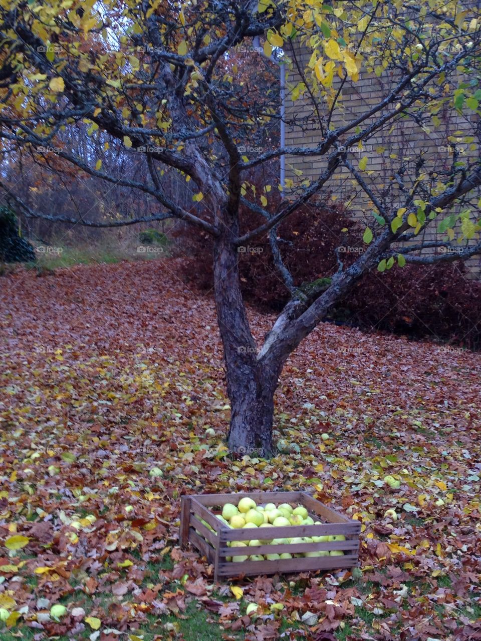 Autumn Apple tree 