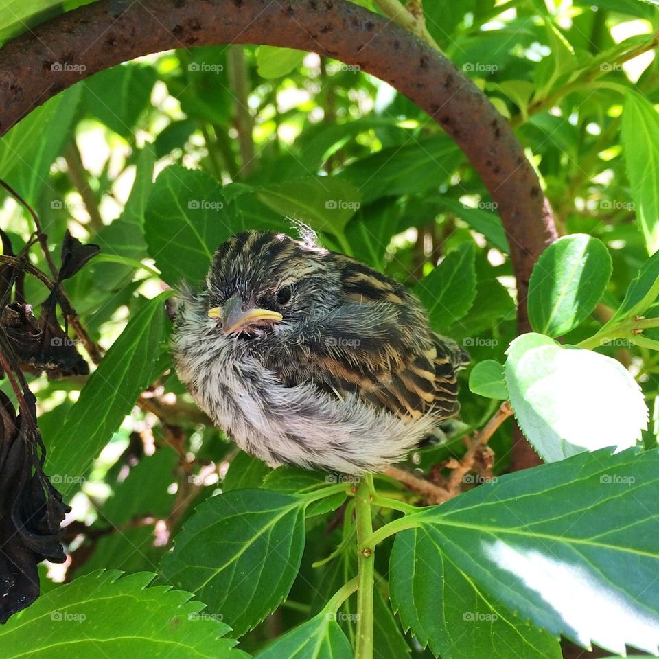 Baby Bird