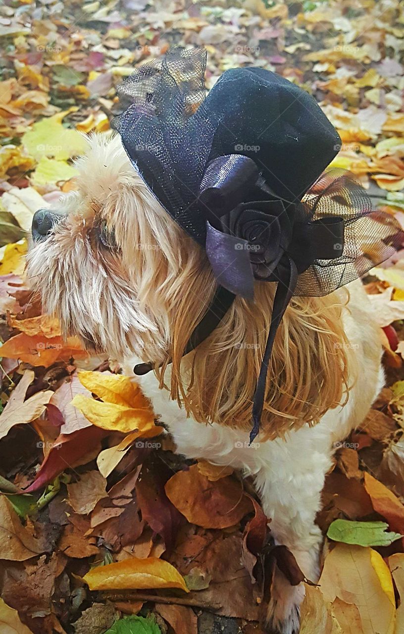 Silly dog wearing a fancy hat