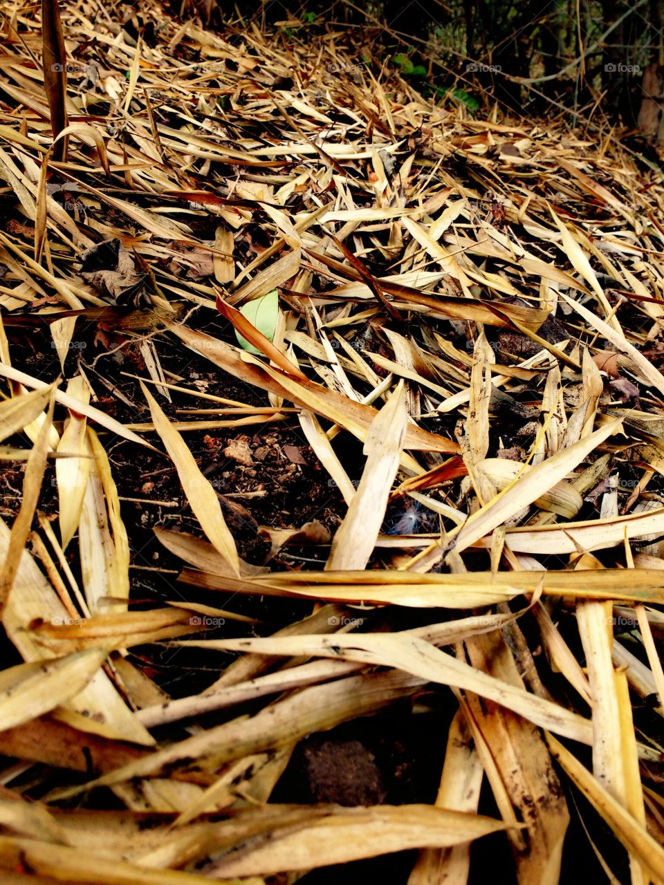 dry bamboo leaf's