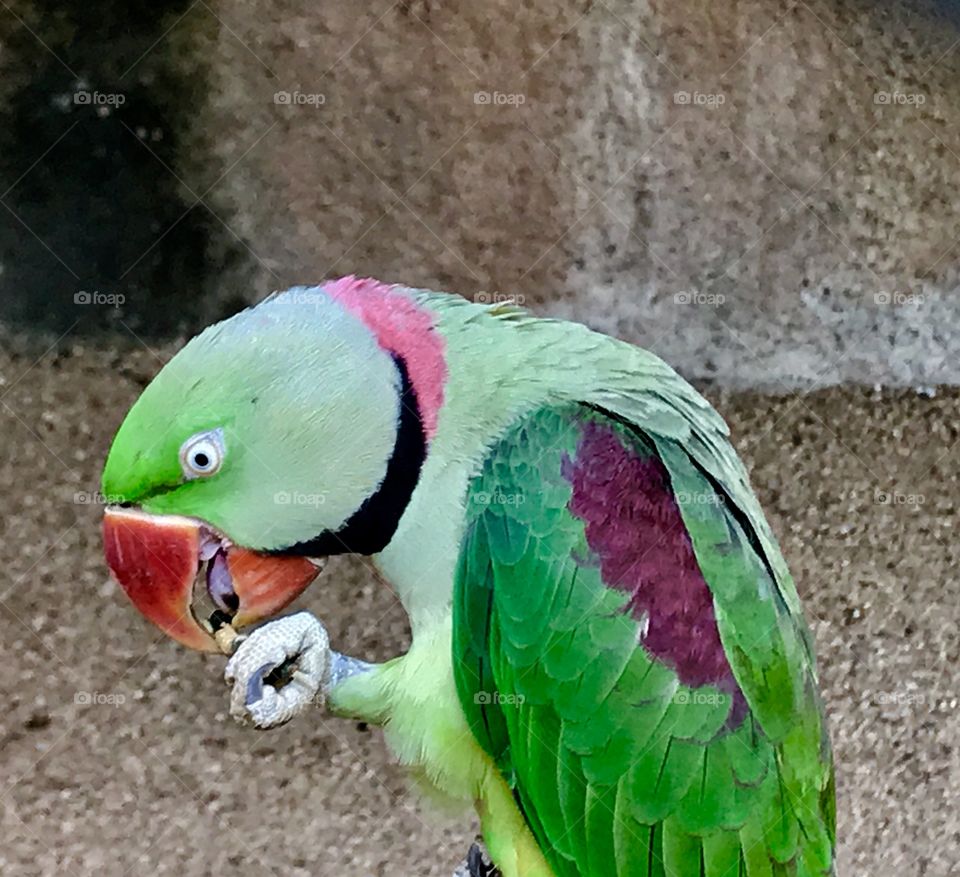 Beautiful Indian parrot 