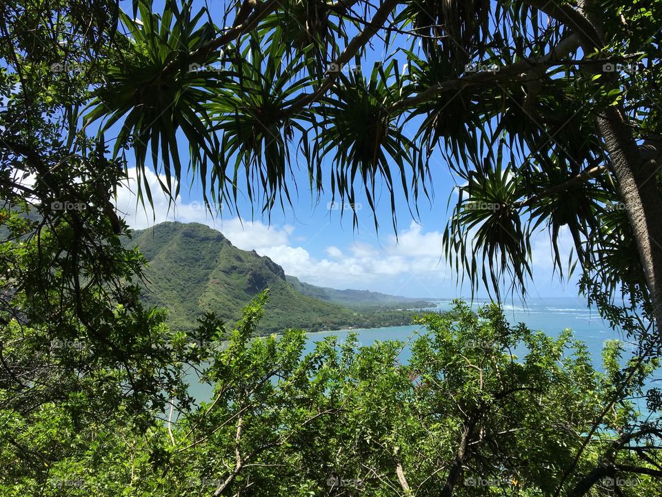 View from hike in Hawaii, vivid greenery and bright blue ocean. Palm trees surrounding mountain. Framed in shot