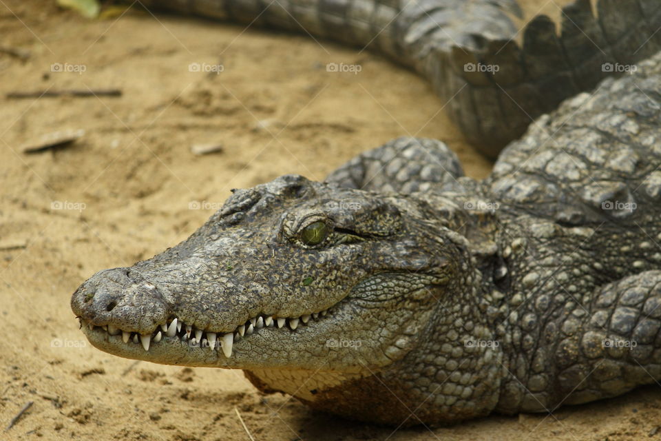salt water Crocodile