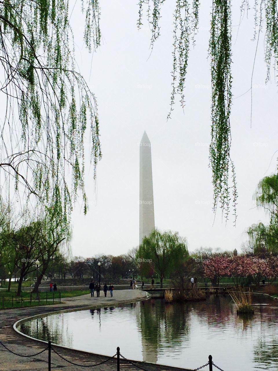 Washington Monument. The Washington monument framed by a weeping willow during cherry blossom season. 