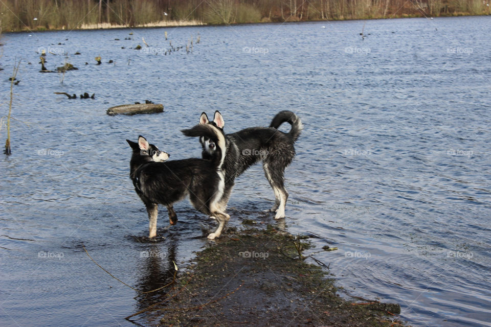 2 dogs playing in the water