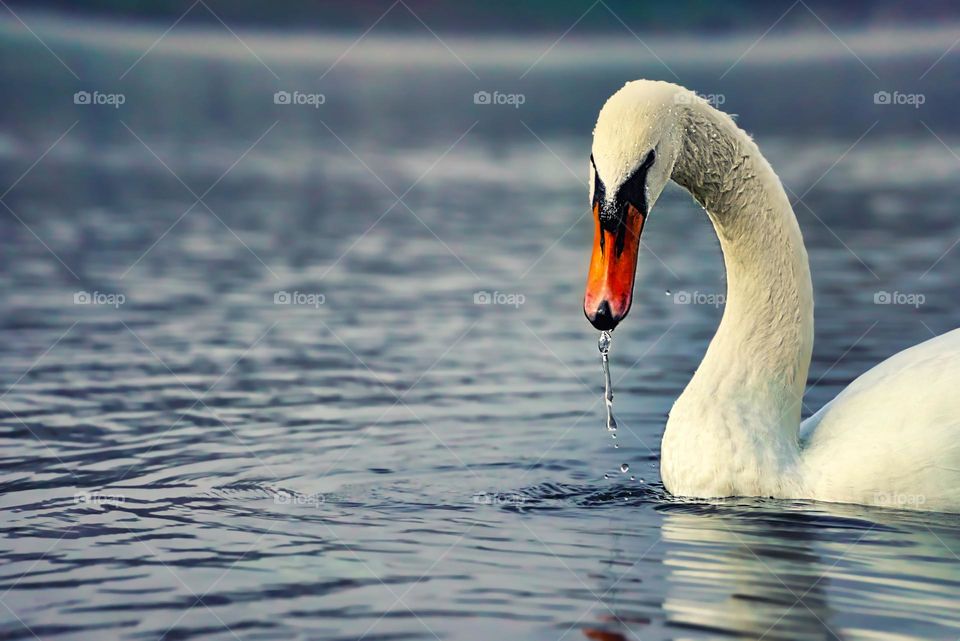 Swan in the water