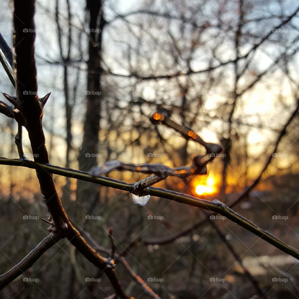 Close-up of ice on twig at sunset