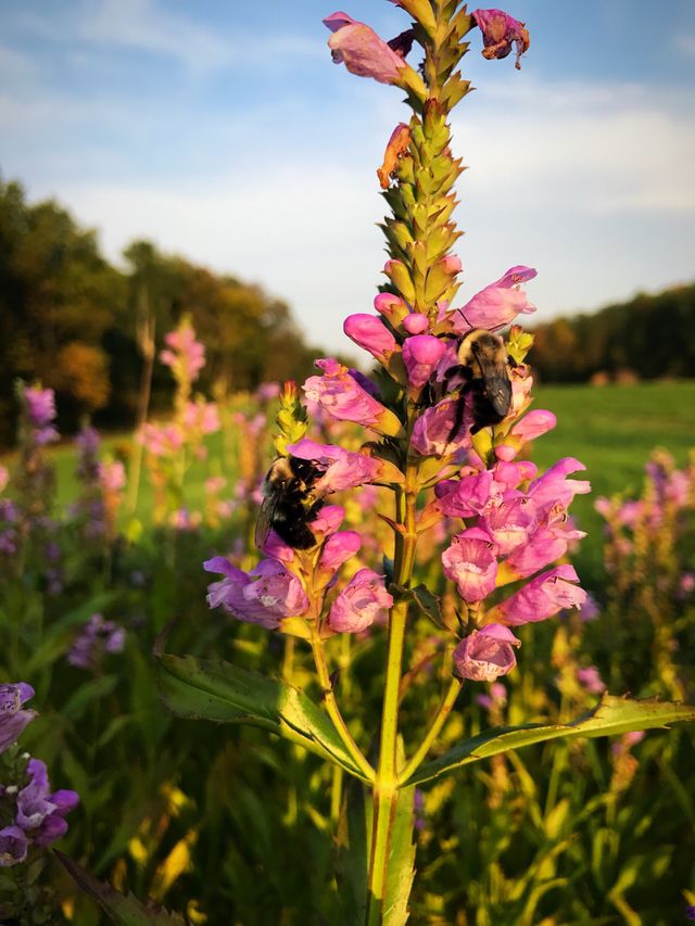 Twin bees
