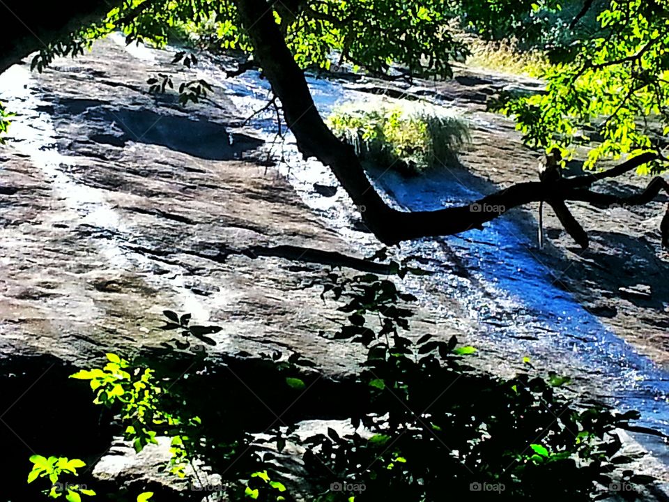 forest with magic. beauty of the forest