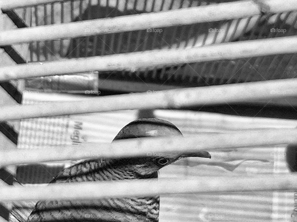 Inside the wooden cage there is a bird