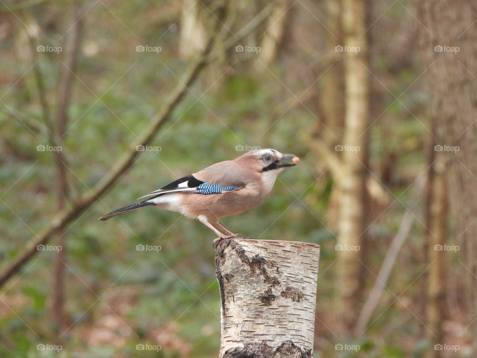 A Jay on a tree stump 