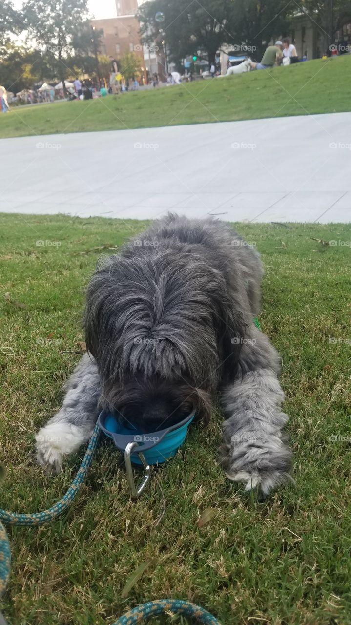 Tibet Terrier dog drinking water outside