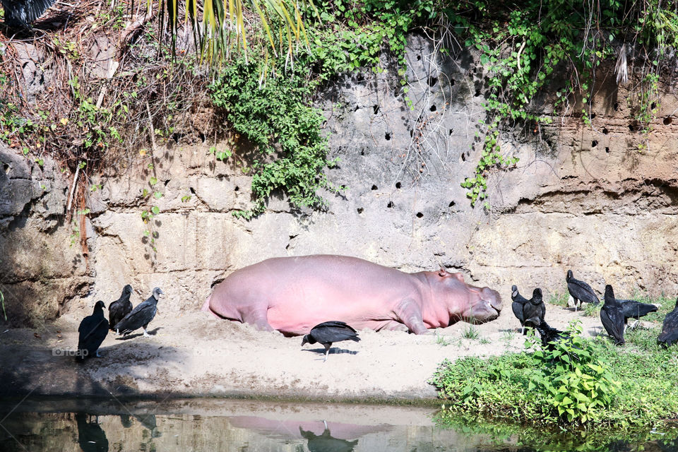 Hippopotamus Please 
