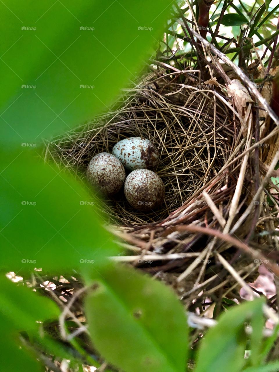Cardinal bird nest with three speckled eggs