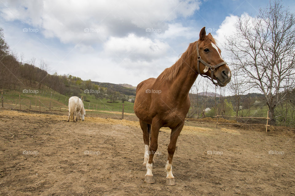 Majestic horses 