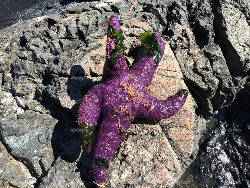 Starfish. No it doesn't live on the rocks 😀some kids took it from the ocean . Then back into ...