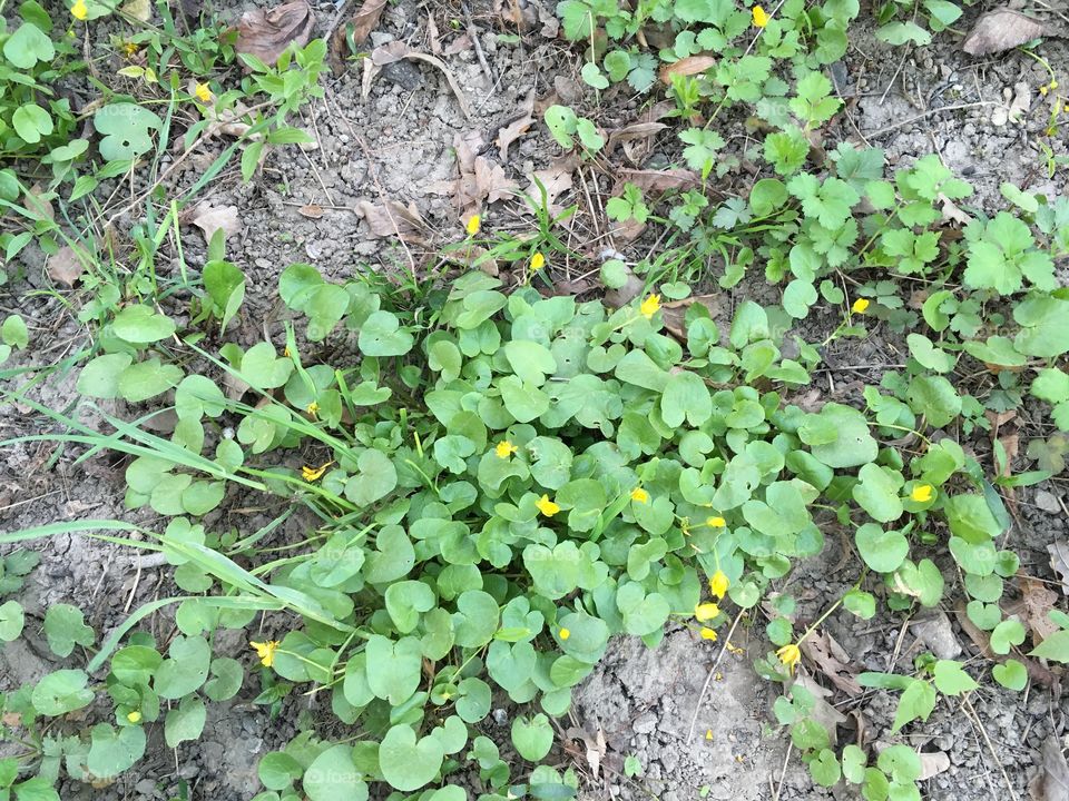 Green plants