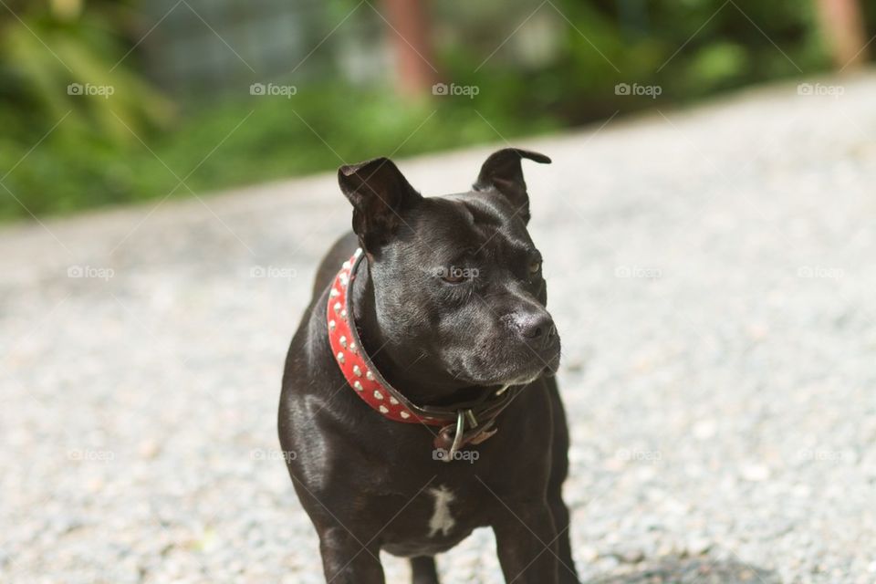 English Staffy