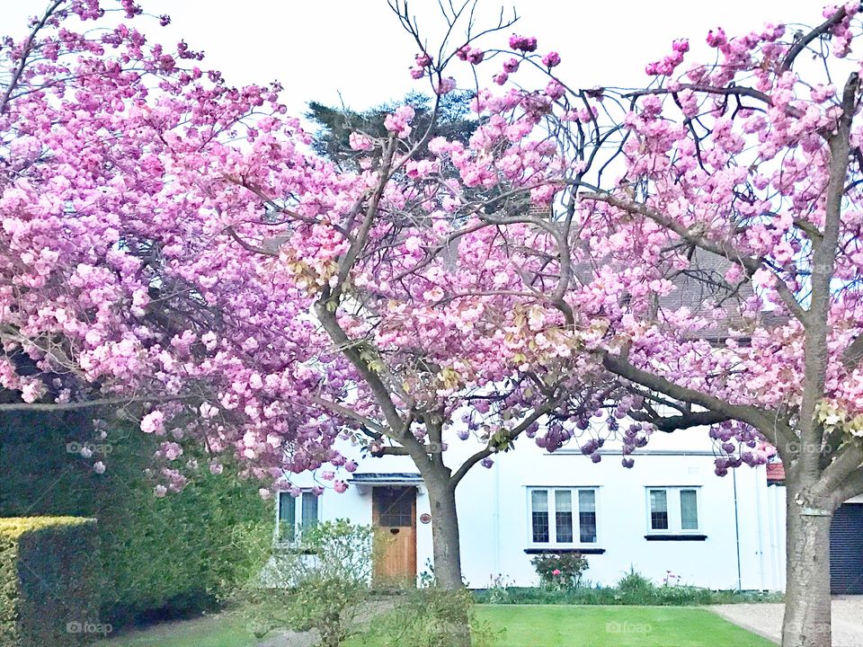 Pink cherry blossom tree in front of a house in London