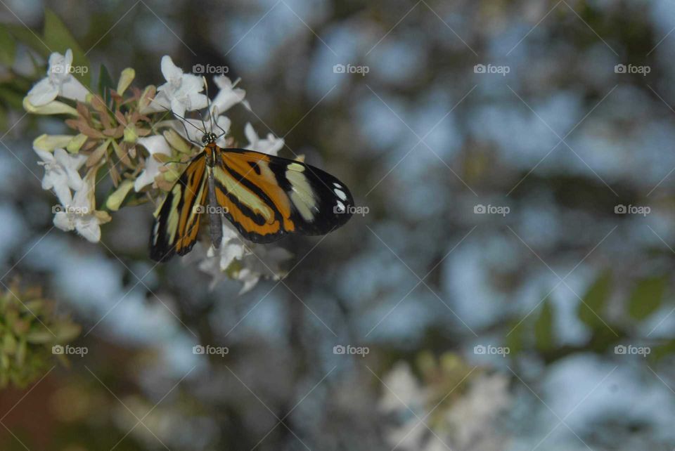 The special Colorful butterfly on the white flower