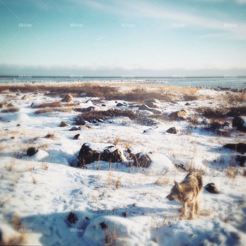 A lone wolf near Churchill, Manitoba.